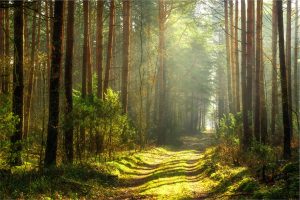 Sous-bois lumineux traversé par les rayons du soleil, bain de forêt
