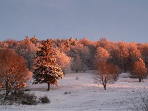 Arbres givrés dans un paysage enneigé au coucher du soleil