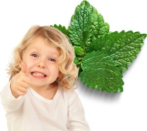 Enfant souriant à côté de feuilles de mélisse fraîche