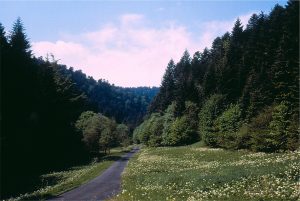 Vallée verdoyante et forêt de sapins au printemps